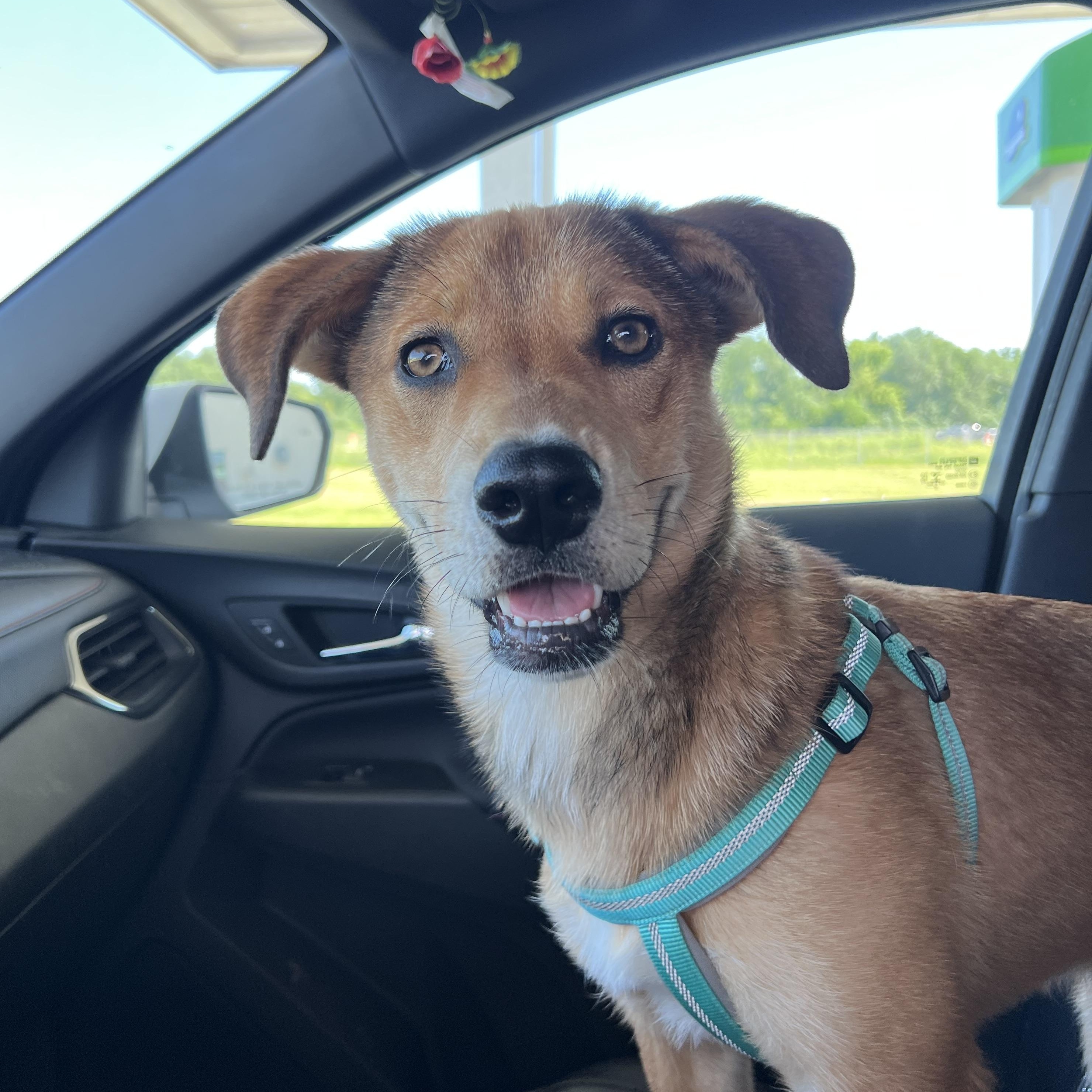 Sky, an adopted mixed breed in Holmen, WI image 4/6