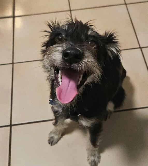 Enlarge Terry, an adopted mixed breed in Homestead, FL image 1/1