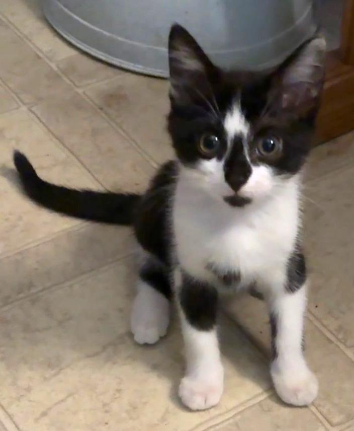 Enlarge Milo, a Adopted mixed breed in Hilton Head Island, SC image 1/1