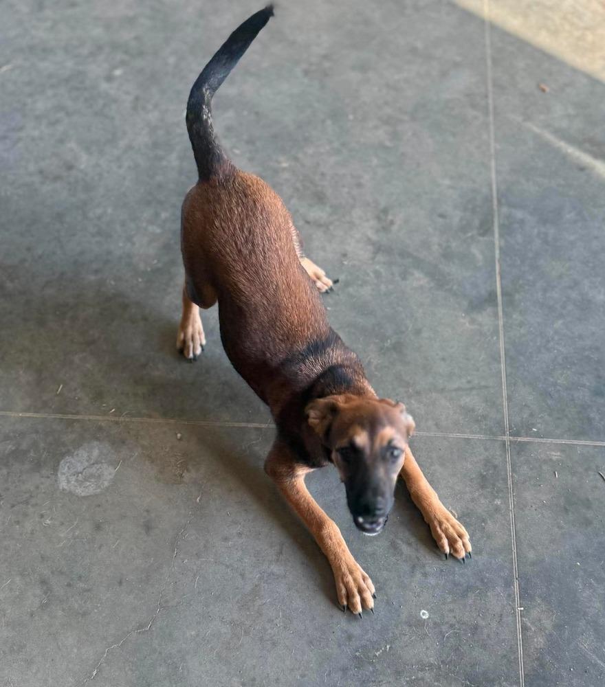 Enlarge Tammy, a Adoptable mixed breed in Syracuse, NY image 2/6
