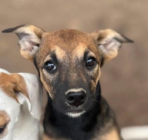 Enlarge Tammy, a Adoptable mixed breed in Syracuse, NY image 3/6