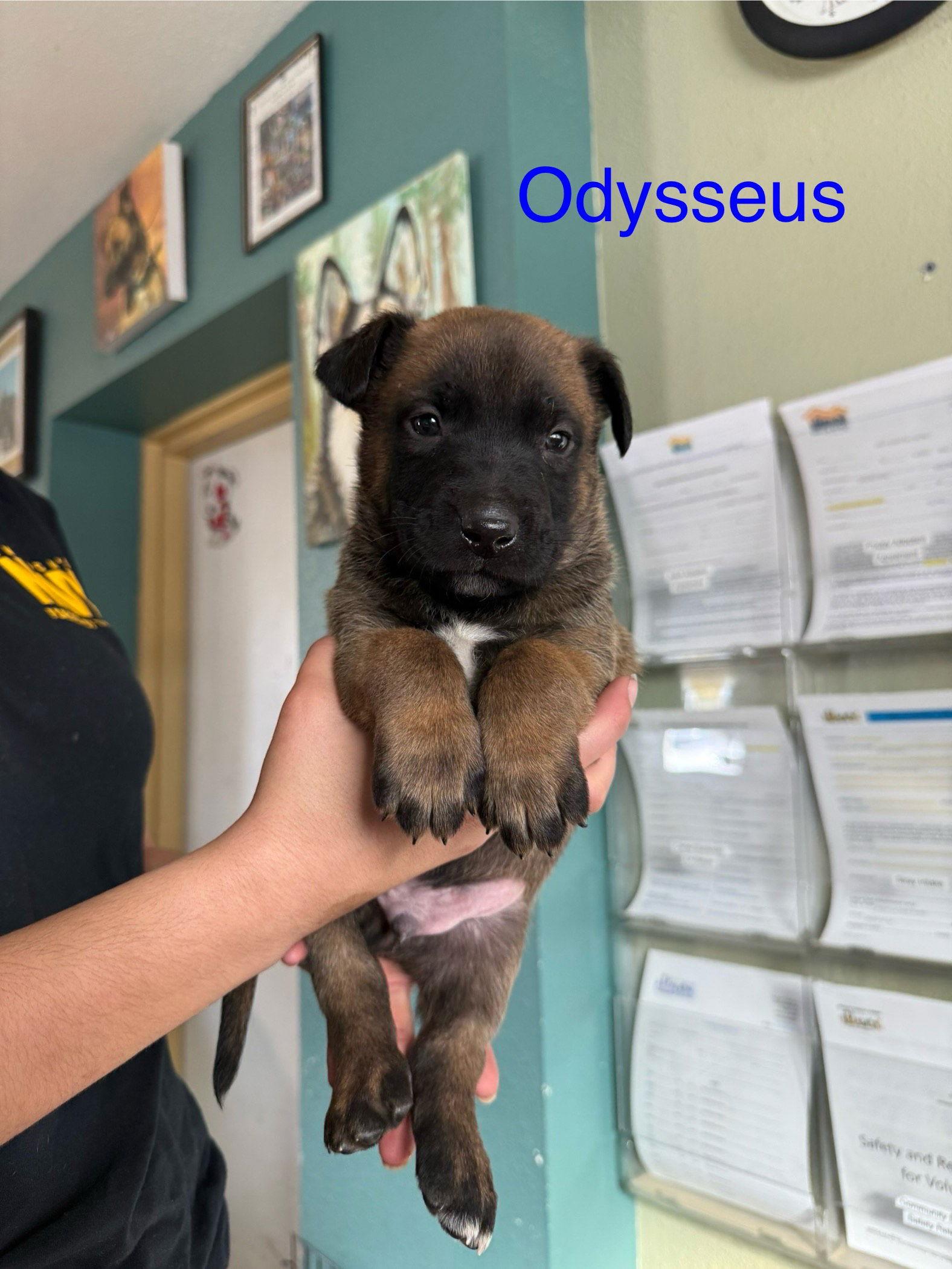 Odysseus, Adoptable, Puppy Male Belgian Shepherd / Malinois & German Shepherd Dog.