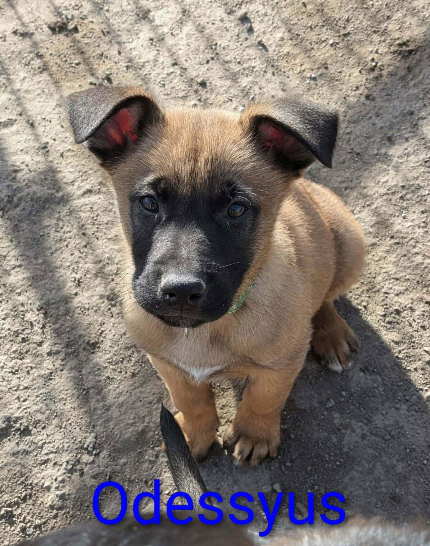 Enlarge Odysseus, a Adoptable mixed breed in Yreka, CA image 2/3