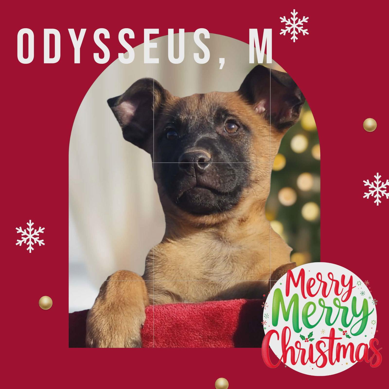 Enlarge Odysseus, a Adoptable mixed breed in Yreka, CA image 3/3