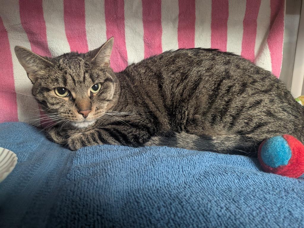 Emerald, Adoptable, Young Female Domestic Short Hair.