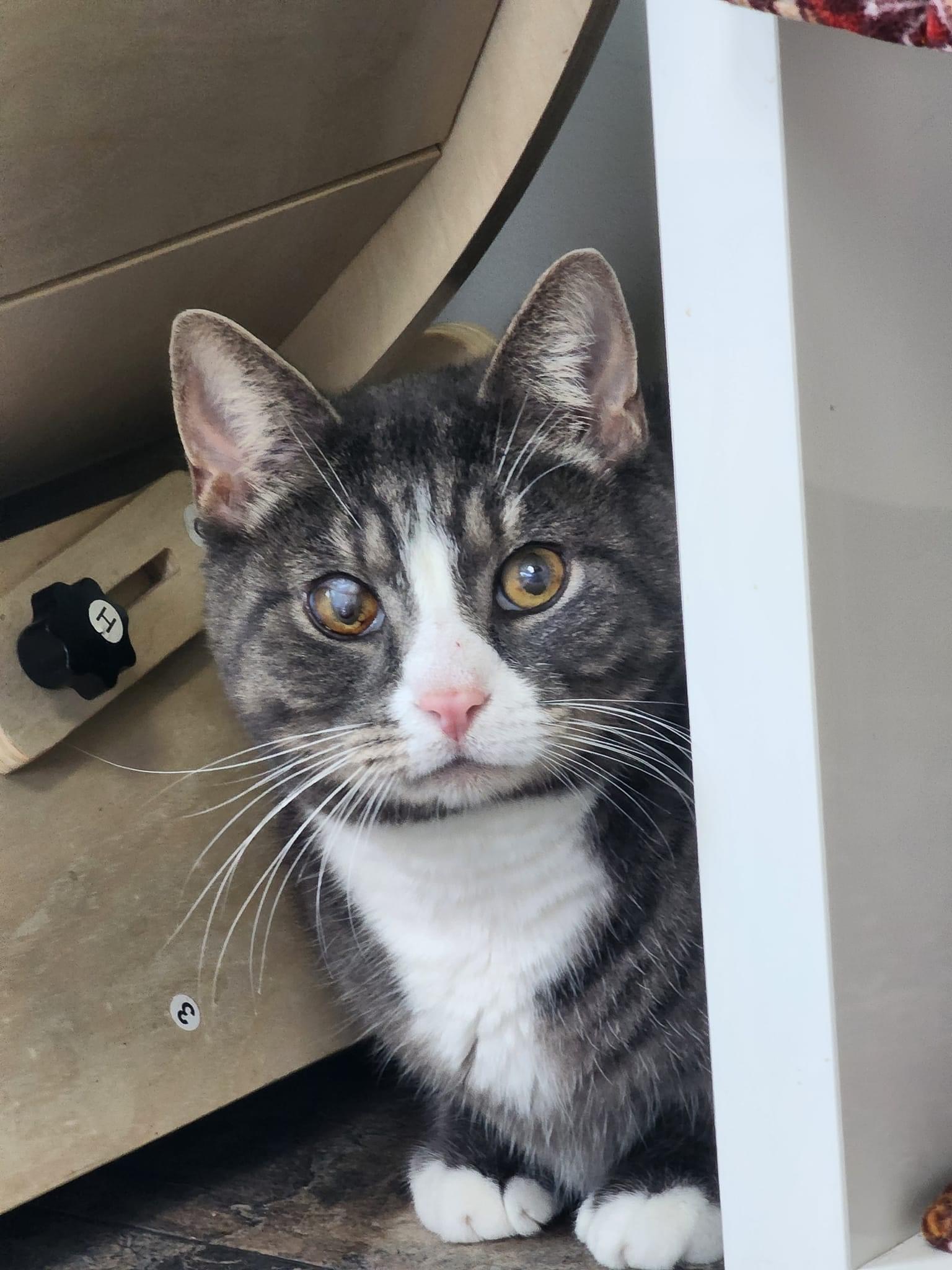 Pete, a Adoptable Domestic Short Hair in Breinigsville, PA image 2/4