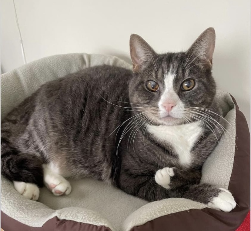 Pete, a Adoptable Domestic Short Hair in Breinigsville, PA image 3/4