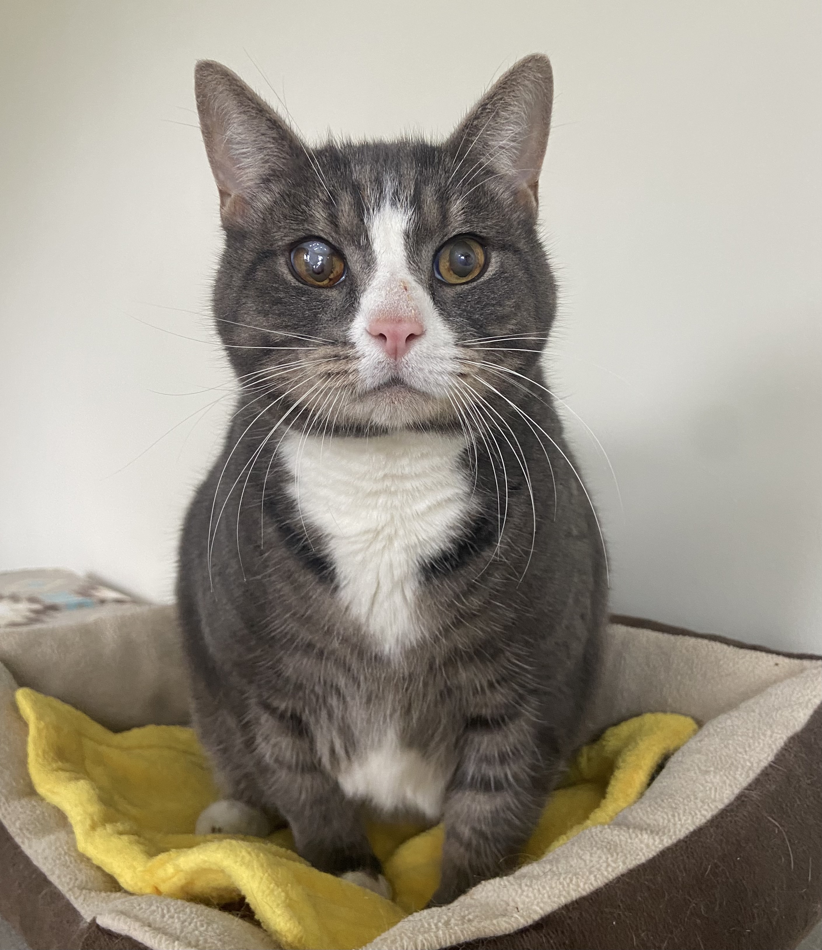 Pete, Adoptable, Senior Male Domestic Short Hair.