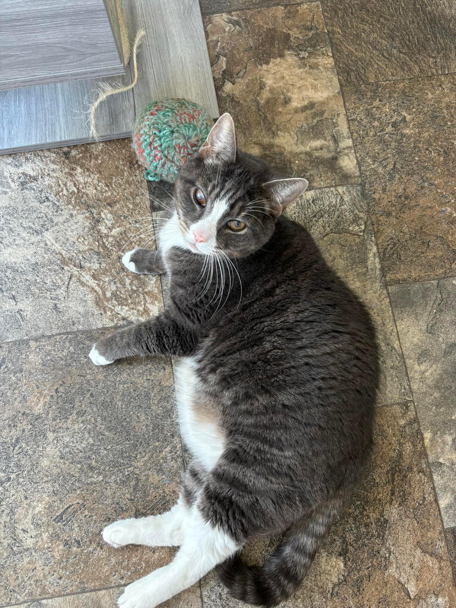 Pete, a Adoptable Domestic Short Hair in Breinigsville, PA image 4/4