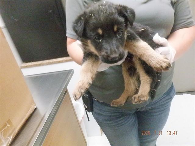 Enlarge THEO, a Adoptable mixed breed in Oroville, CA image 1/1