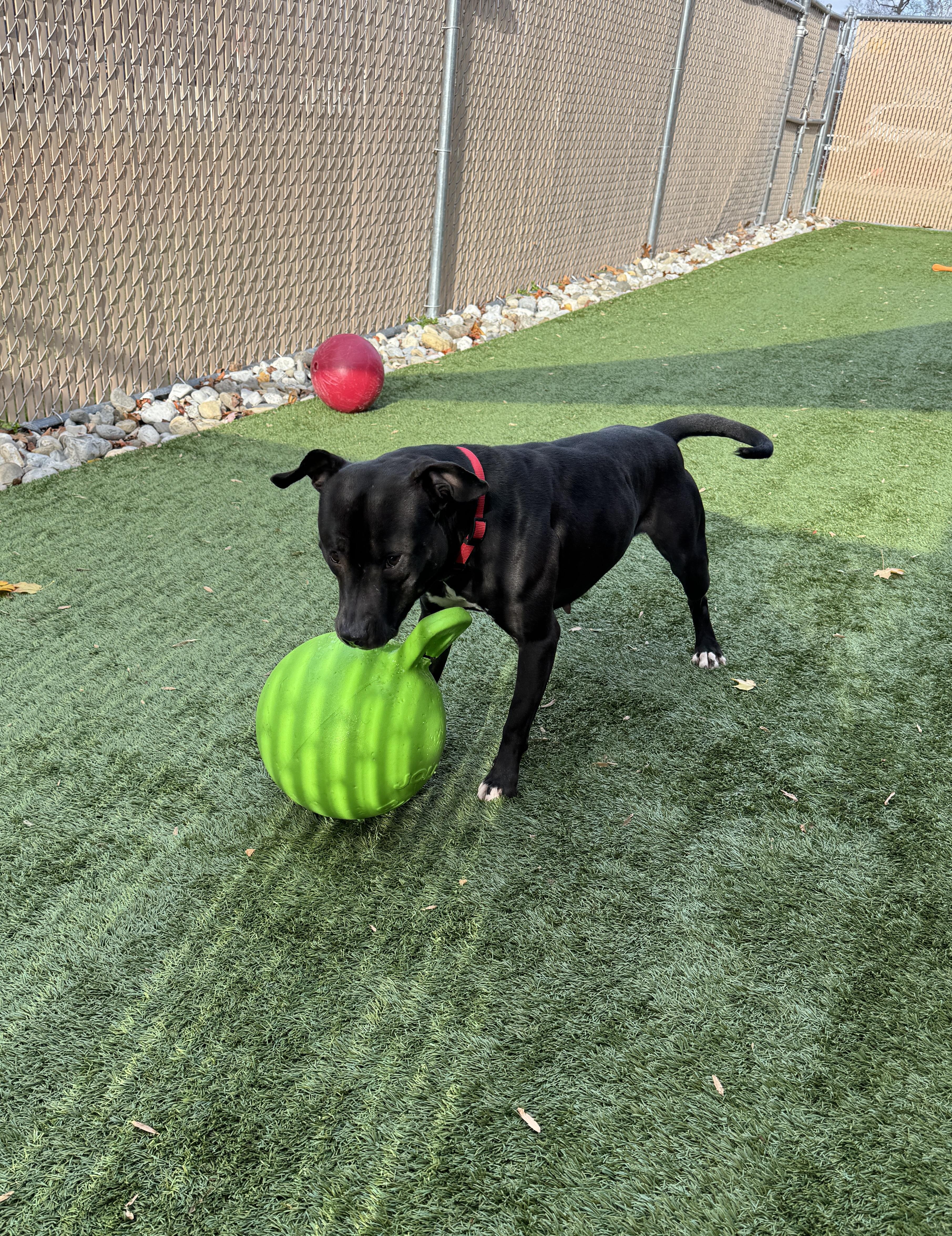 Meet LOLA - maybe the best dog ever at FETCH! Young, Friendly girl!