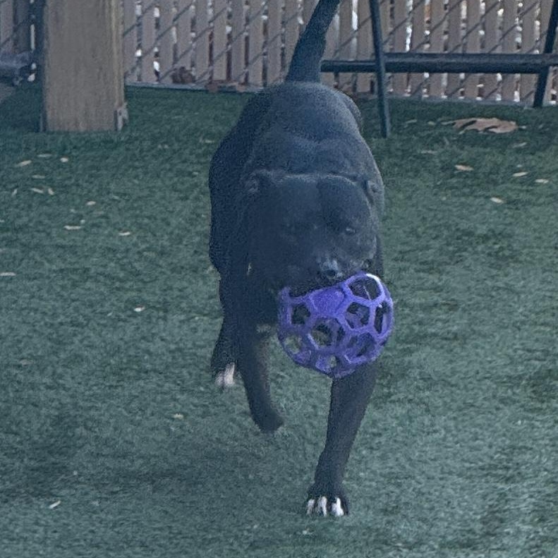 Meet LOLA - maybe the best dog ever at FETCH! Young, Friendly girl!