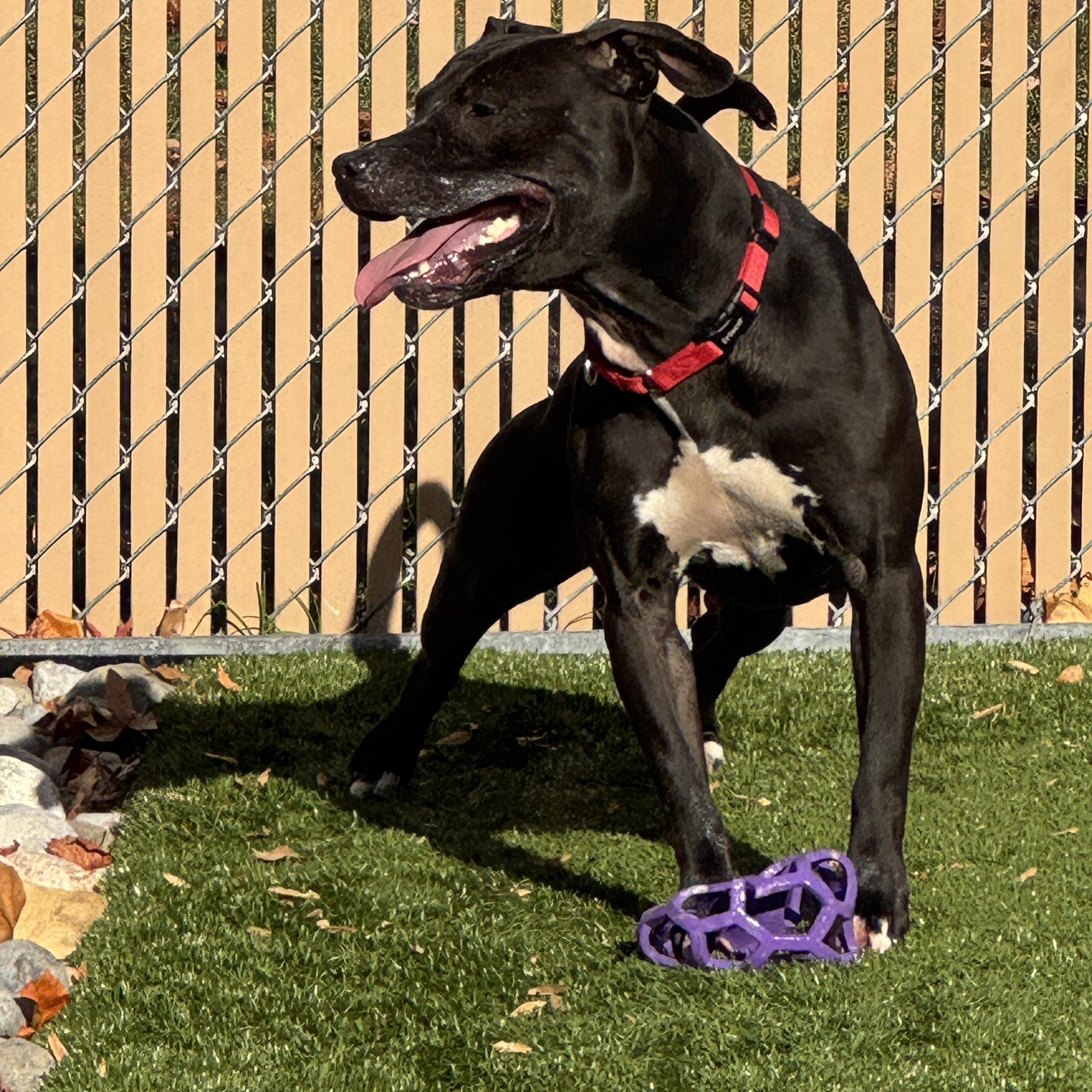 Meet LOLA - maybe the best dog ever at FETCH! Young, Friendly girl!