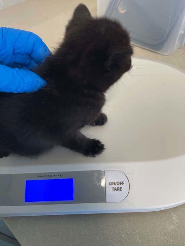 Twist, Adoptable, Kitten Female Domestic Short Hair.