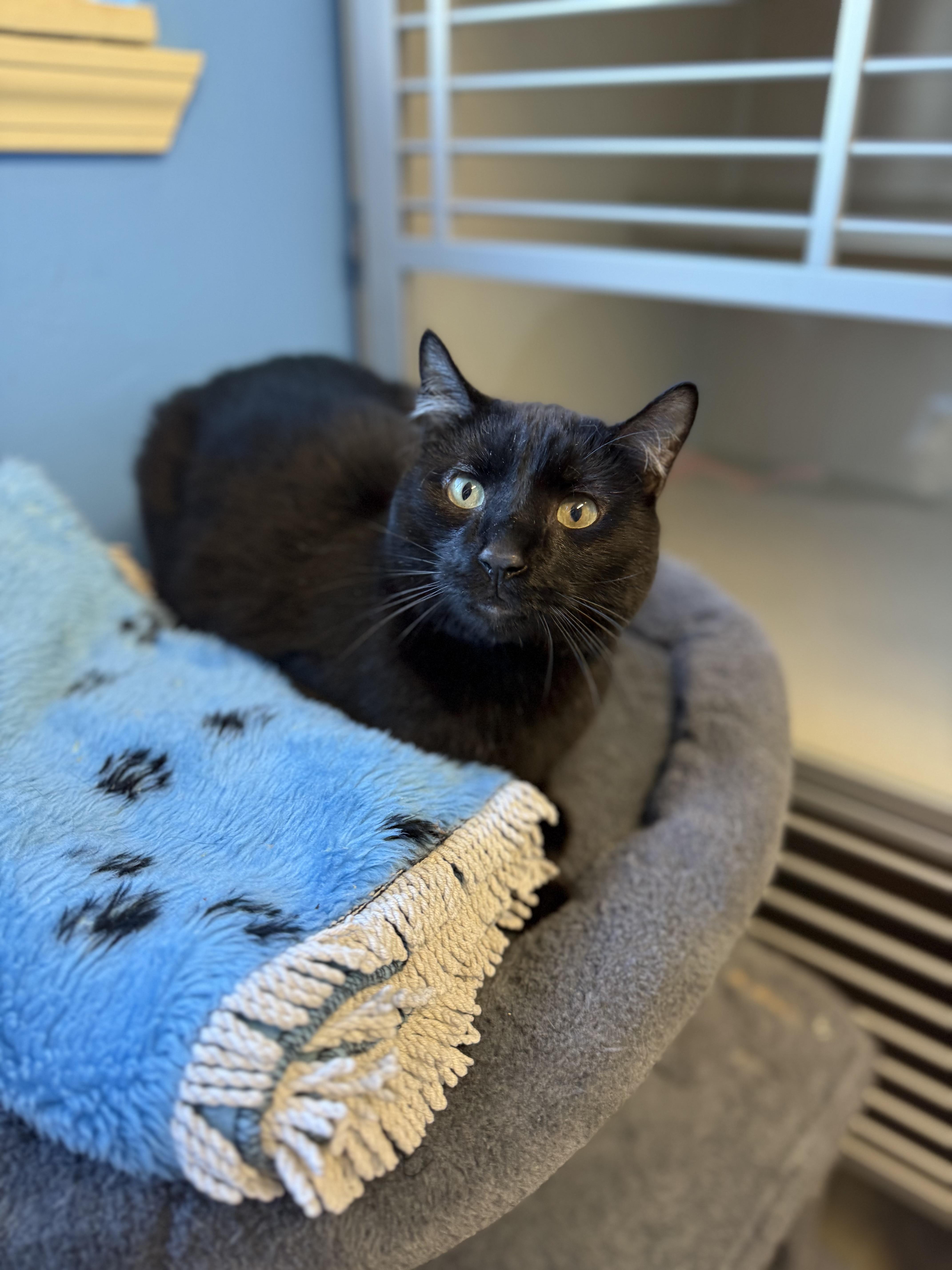 Theo, adoptable, Adult Male Domestic Short Hair.