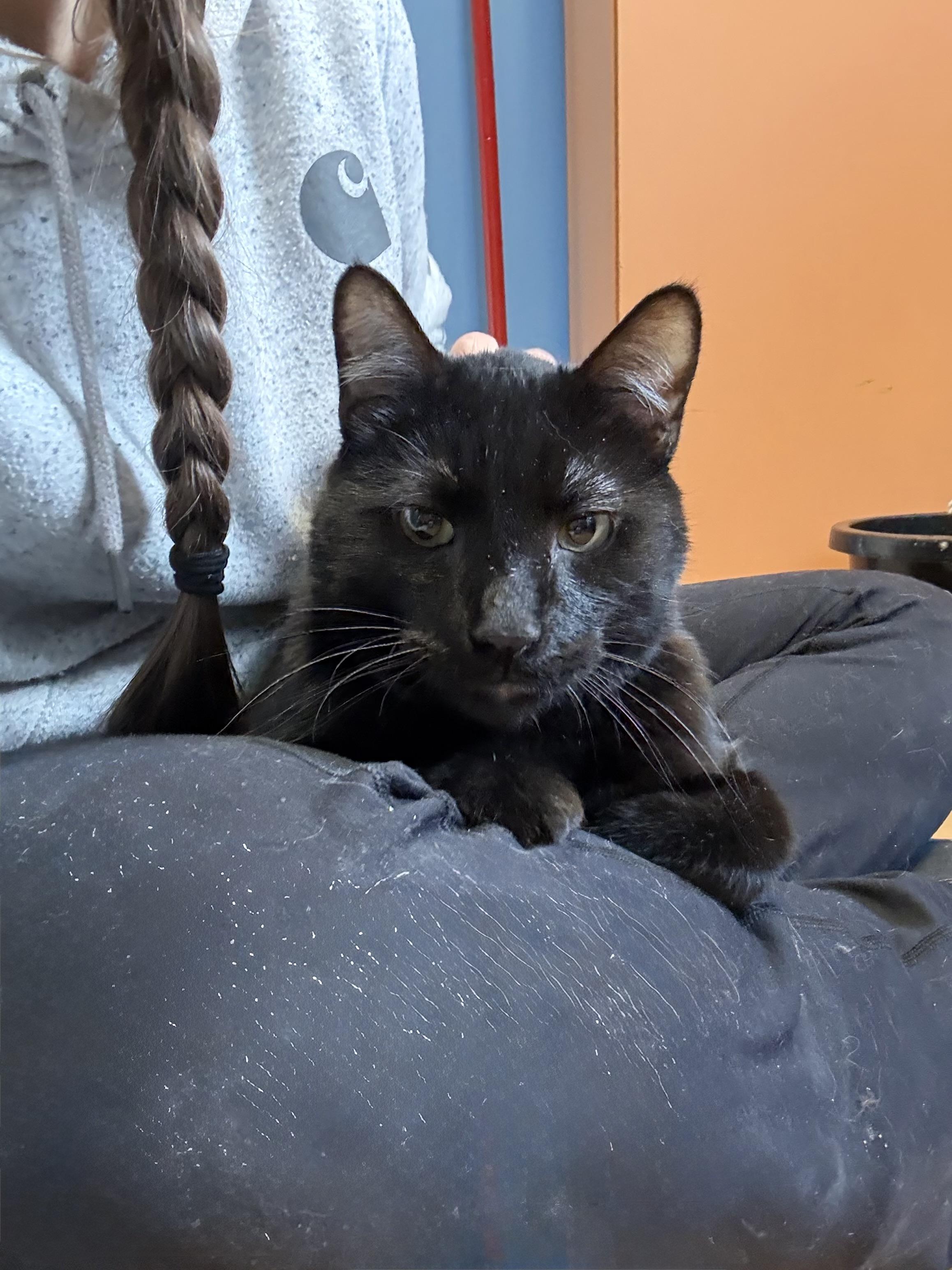 Enlarge Theo, an adoptable mixed breed in Thayne, WY image 4/4