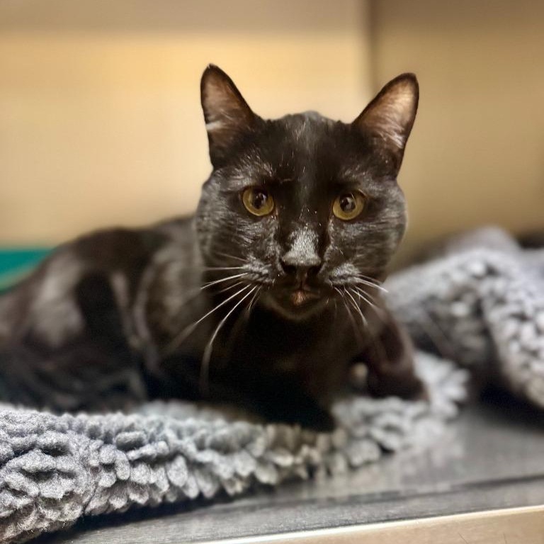 Enlarge Theo, an adoptable mixed breed in Thayne, WY image 2/4