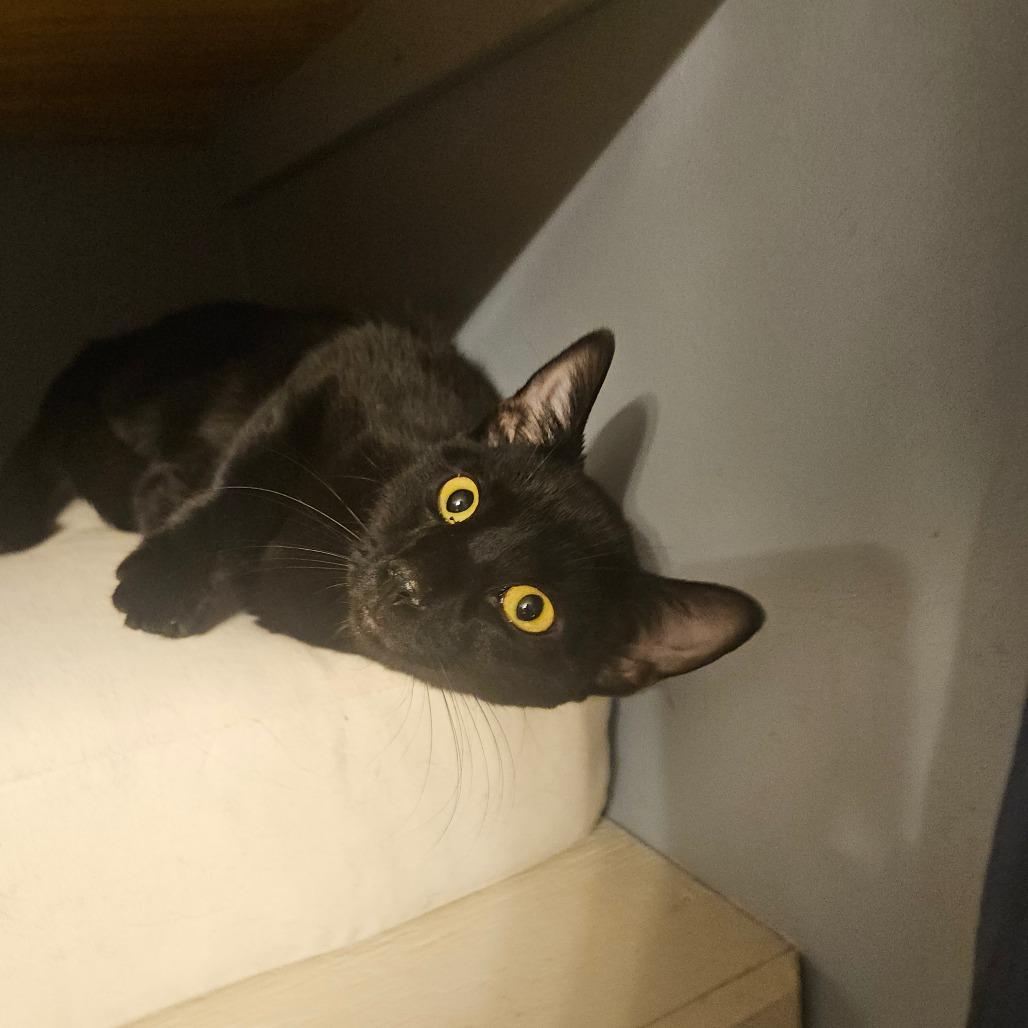 Jackson, Adoptable, Young Male Domestic Short Hair.