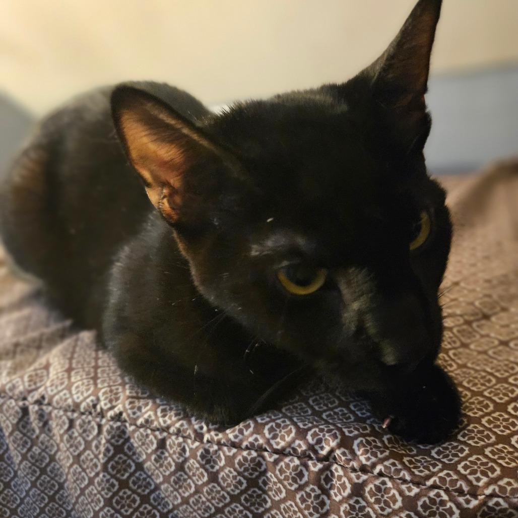 Jackson, a Adoptable Domestic Short Hair in Ringtown, PA image 3/5