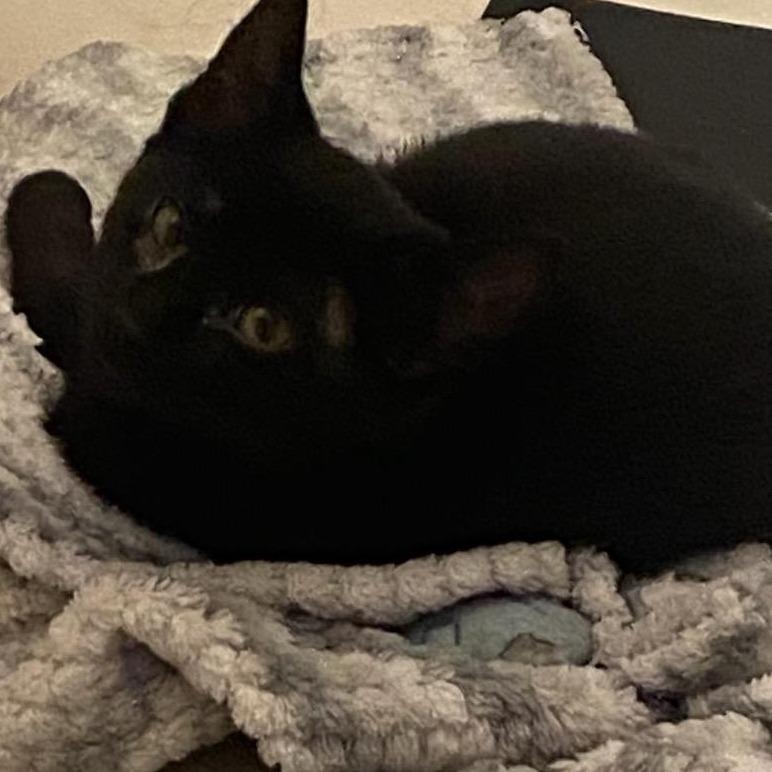 Jackson, a Adoptable Domestic Short Hair in Ringtown, PA image 4/5