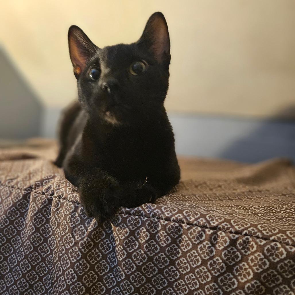 Jackson, a Adoptable Domestic Short Hair in Ringtown, PA image 5/5