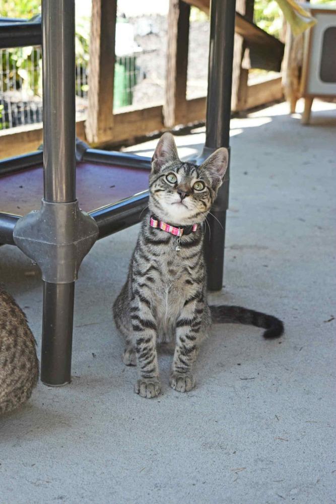 Season Kitties : Fall, Adoptable, Kitten Male Domestic Short Hair.