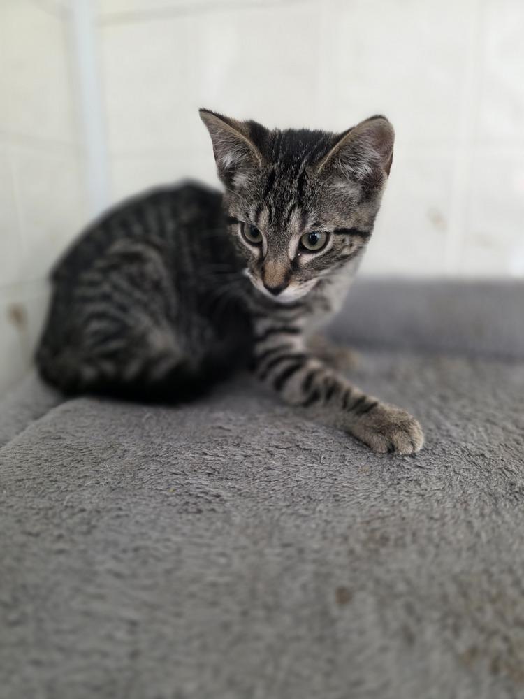 Season Kitties : Fall, Adoptable, Adult Male Domestic Short Hair.