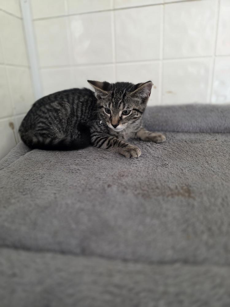 Season Kitties : Fall, a Adoptable Domestic Short Hair in Osgood, IN image 3/6