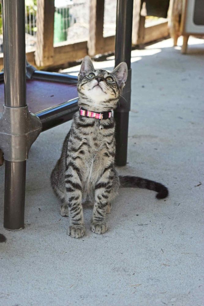 Season Kitties : Fall, a Adoptable Domestic Short Hair in Osgood, IN image 4/6