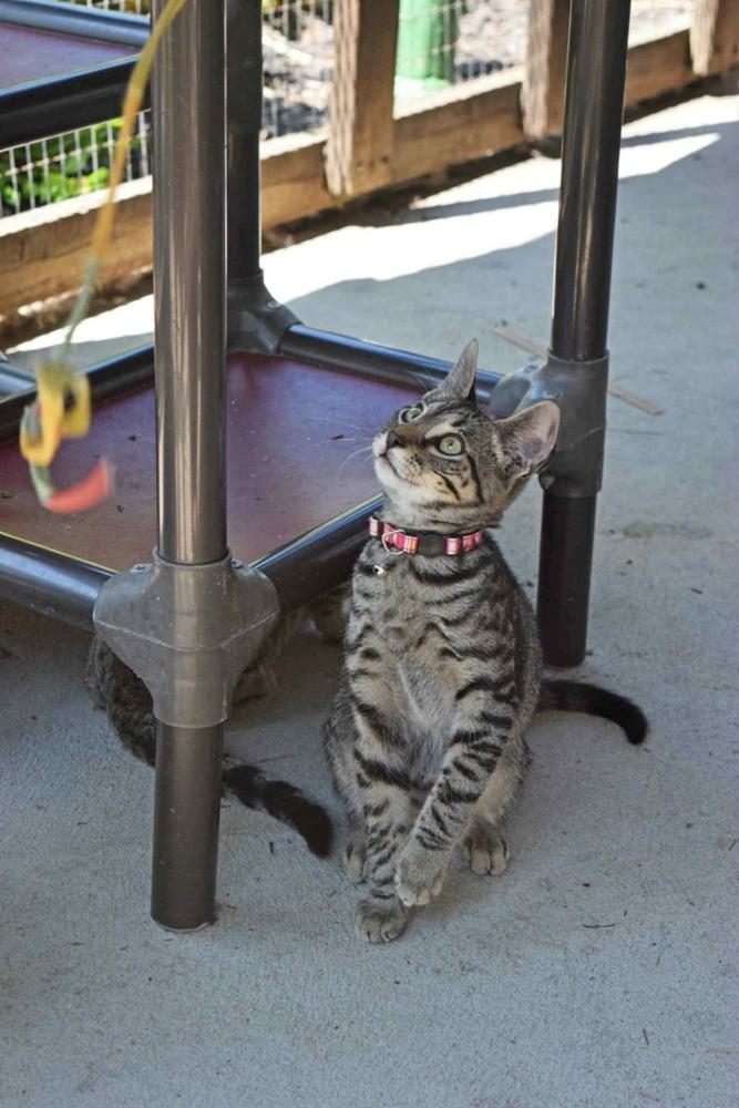 Season Kitties : Fall, a Adoptable Domestic Short Hair in Osgood, IN image 5/6