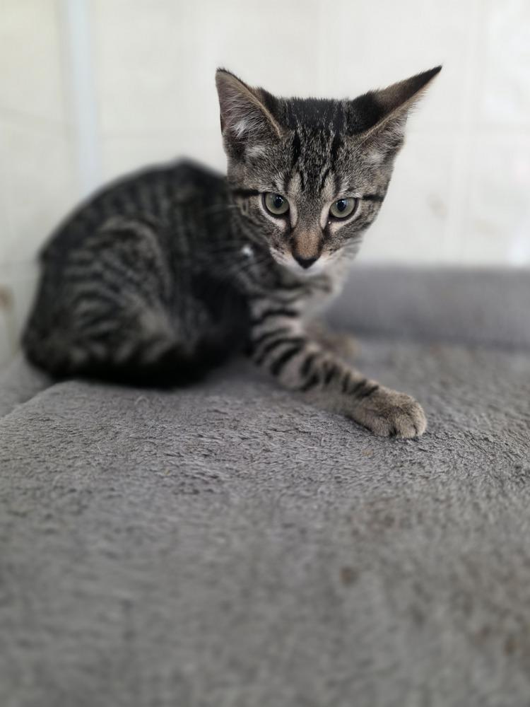 Season Kitties : Fall, a Adoptable Domestic Short Hair in Osgood, IN image 6/6