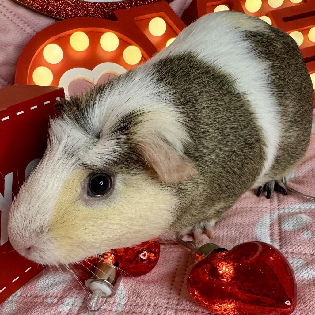 Enlarge Crescent, a Adoptable Guinea Pig in Miami, FL image 1/6