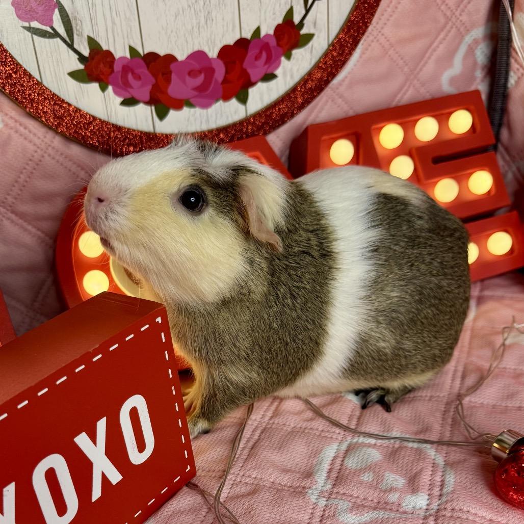 Enlarge Crescent, a Adoptable Guinea Pig in Miami, FL image 2/6