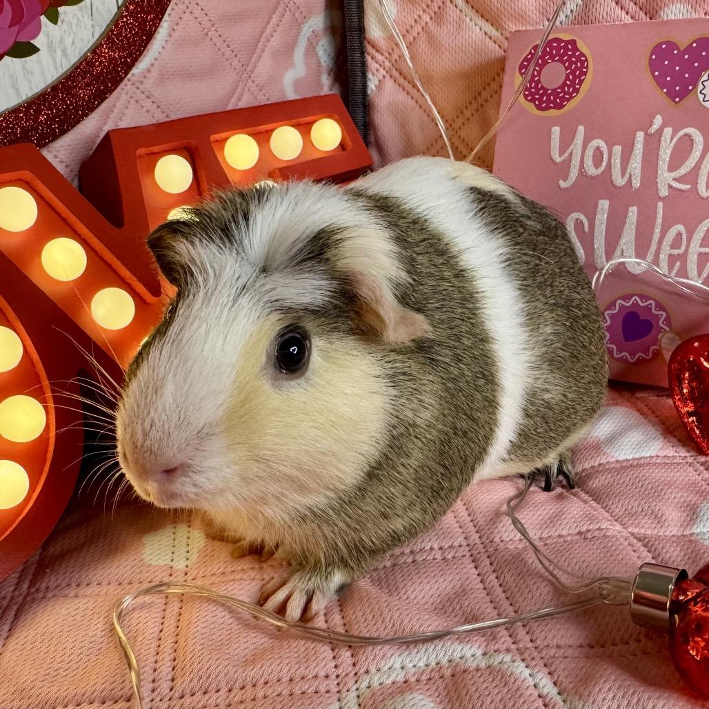 Enlarge Crescent, a Adoptable Guinea Pig in Miami, FL image 3/6