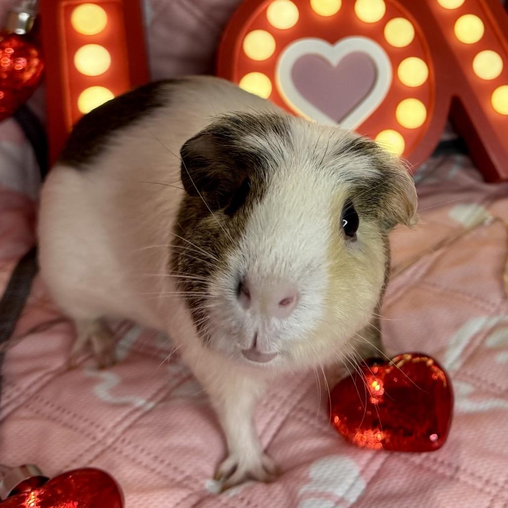 Enlarge Crescent, a Adoptable Guinea Pig in Miami, FL image 4/6
