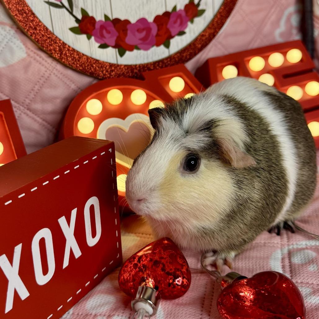 Enlarge Crescent, a Adoptable Guinea Pig in Miami, FL image 5/6