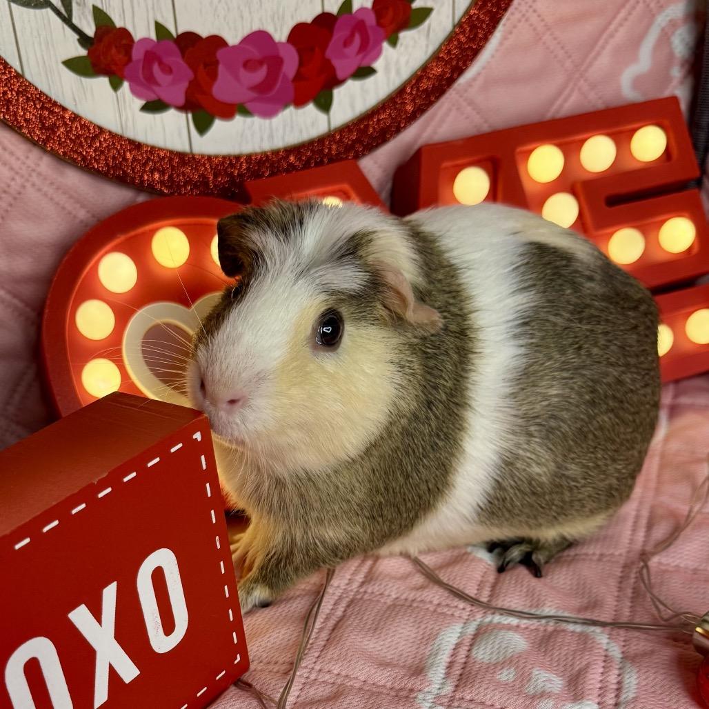 Enlarge Crescent, a Adoptable Guinea Pig in Miami, FL image 6/6