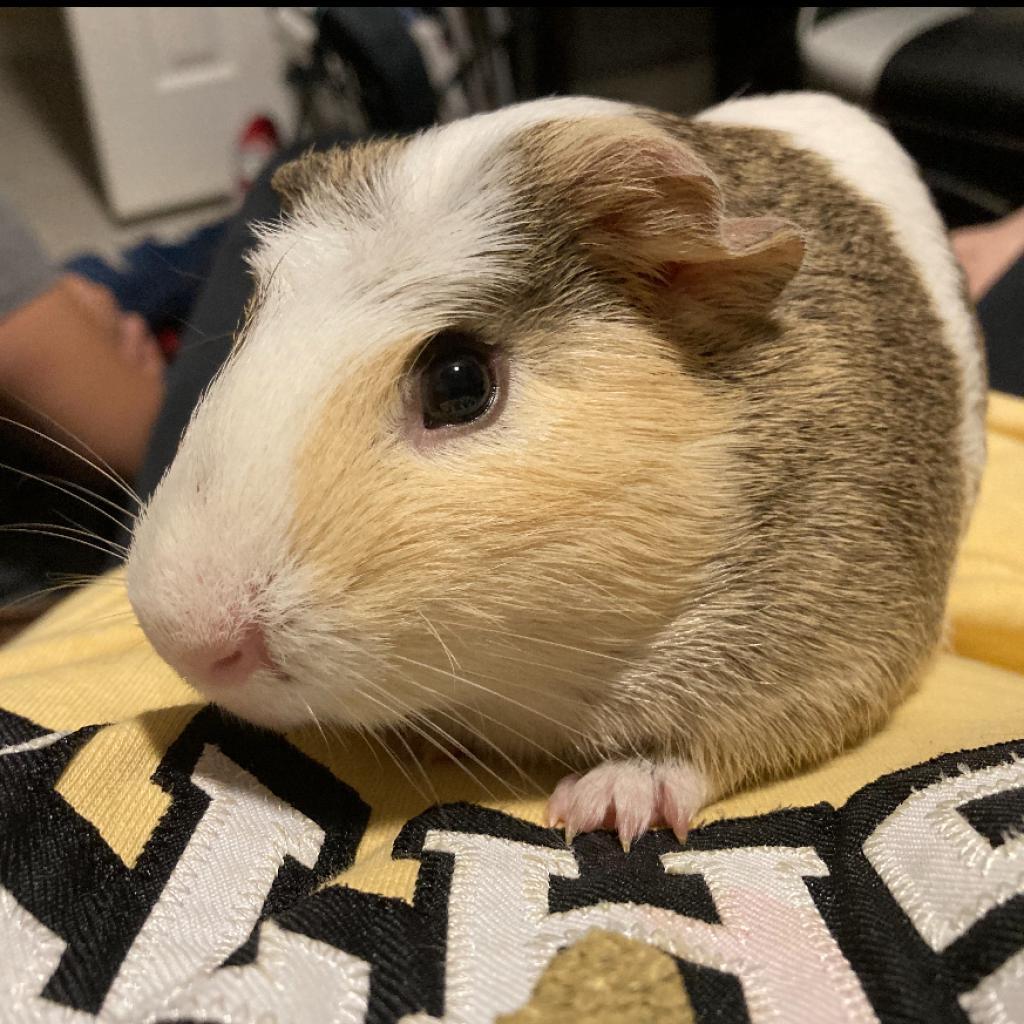 Enlarge Crescent, a Adoptable Guinea Pig in Miami, FL image 1/1