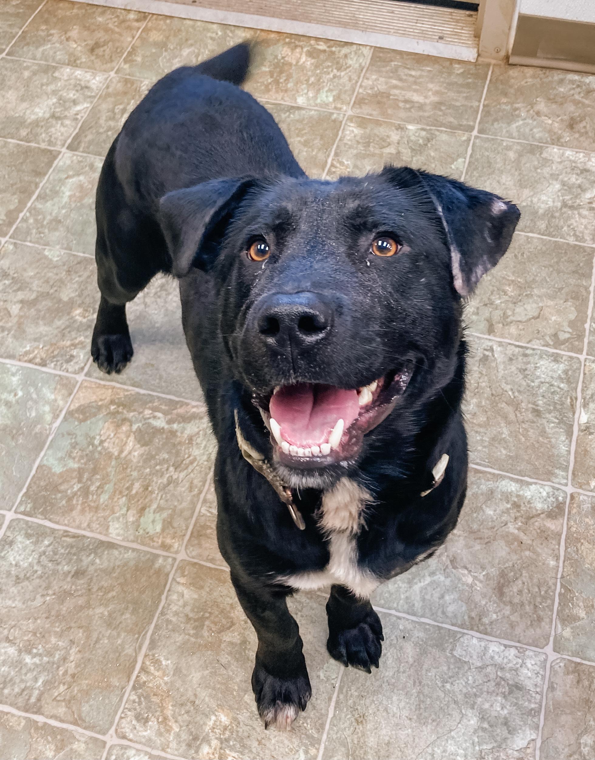 JET, Adoptable, Adult Male Mixed Breed.