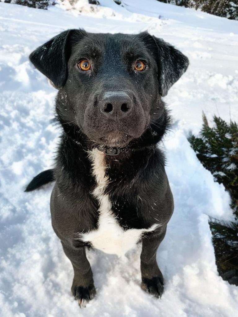 Enlarge JET, a Adoptable Mixed Breed in High Level, AB image 1/2
