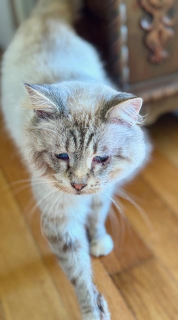 Sawyer, Adoptable, Young Male Domestic Long Hair & Siamese.