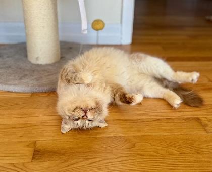 Sawyer, Adoptable, Young Male Domestic Long Hair & Siamese.