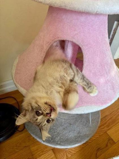 Sawyer, Adoptable, Young Male Domestic Long Hair & Siamese.