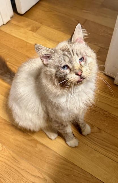 Enlarge Sawyer, a Adoptable mixed breed in Wilkesboro, NC image 3/3