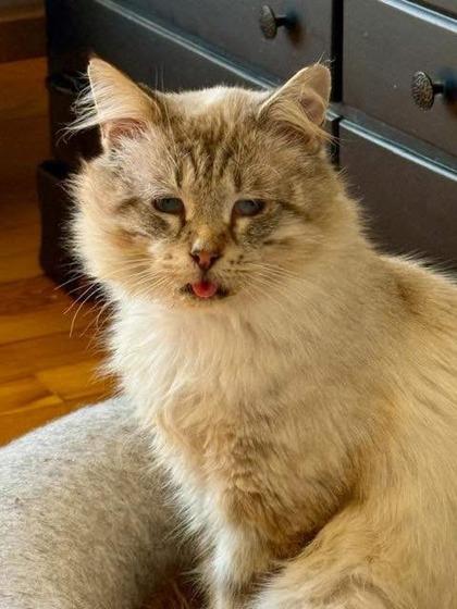 Enlarge Sawyer, a Adoptable mixed breed in Wilkesboro, NC image 2/3