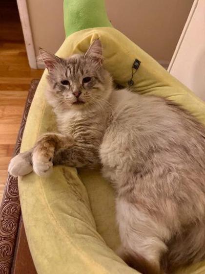 Sawyer, a Adoptable mixed breed in Wilkesboro, NC image 3/3