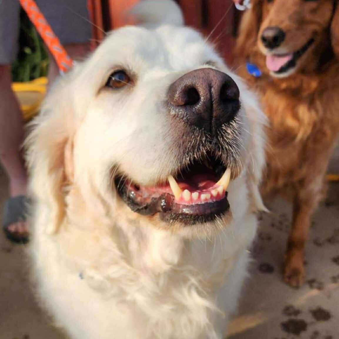 Heidi