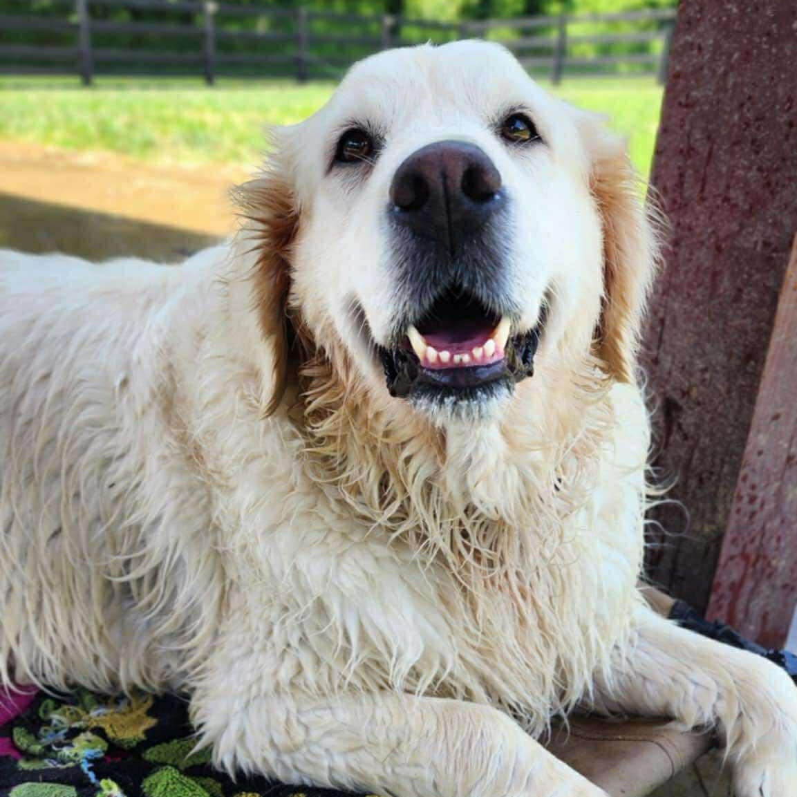 Heidi