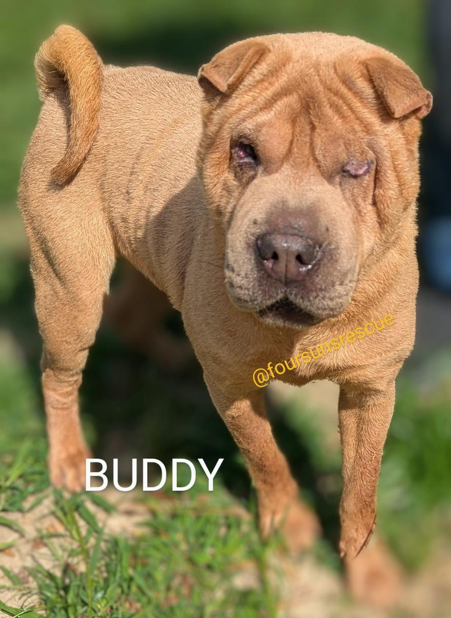BUDDY, Adoptable, Adult Male Shar-Pei.