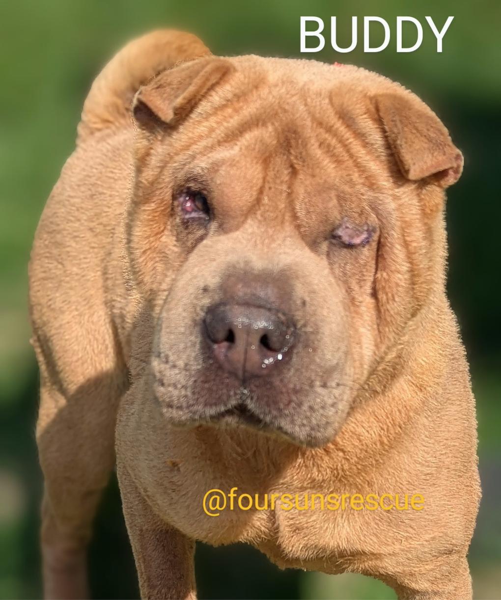Enlarge BUDDY, a Adoptable Shar-Pei in Cameron, NC image 2/2